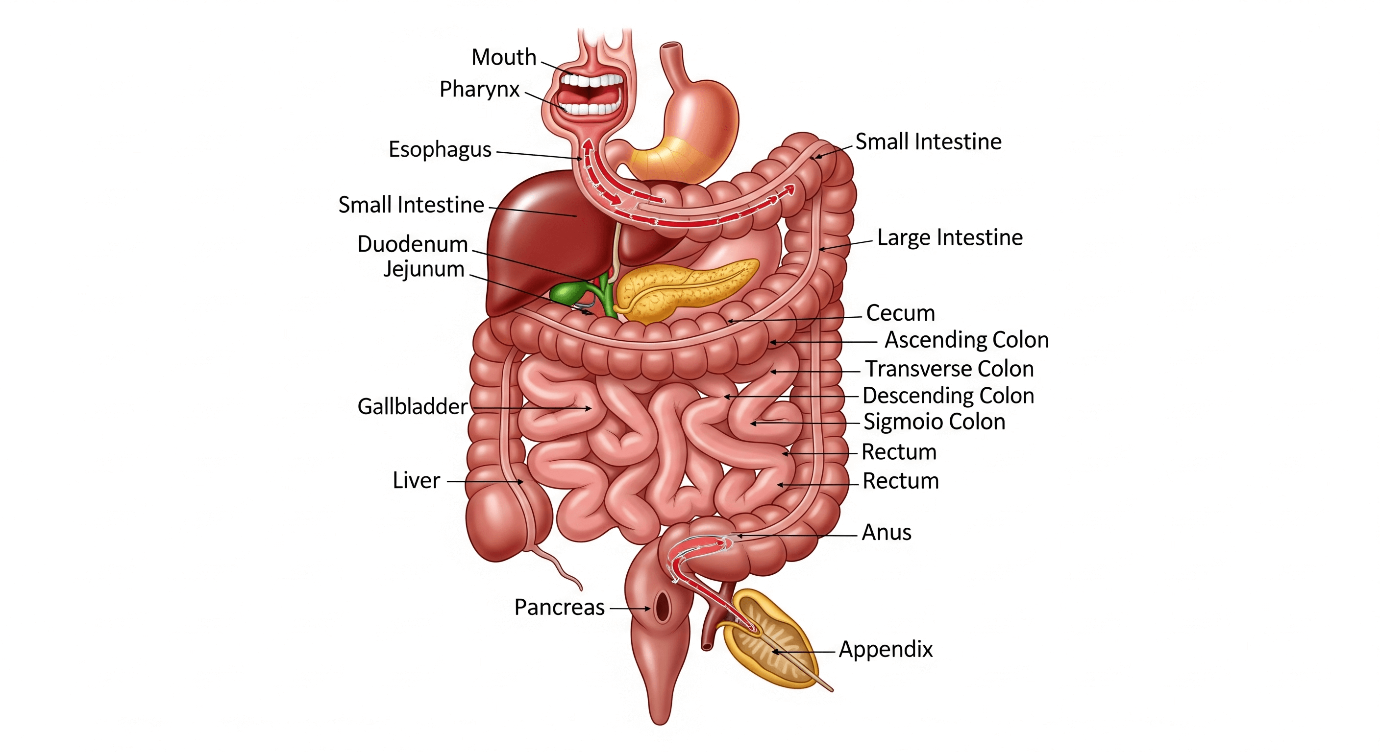 Digestive System